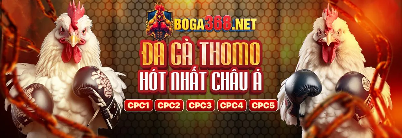 Đá gà 888p1: Các chiến kê dũng mãnh trên sàn đấu